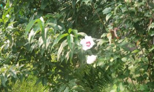 广州学雅思要多少钱