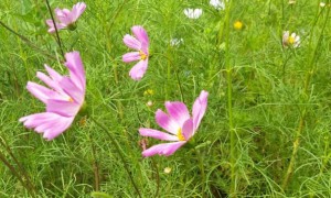 海口哪家学雅思好