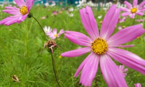 珠海哪里学雅思比较好