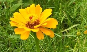 珠海学雅思费用大概多少钱