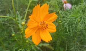 绵阳学雅思哪家培训机构好