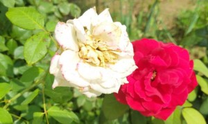 石家庄视觉设计培训机构_多少钱