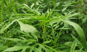 北京海淀区教师证报名_考试_报考条件