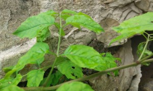 天津滨海新区教师证报名_考试_报考条件