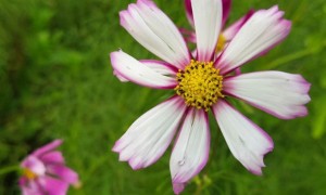 石家庄教师证报名_考试_报考条件