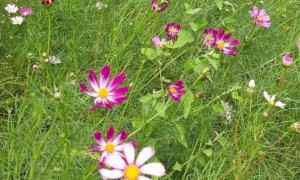 邯郸教师证报名_考试_报考条件