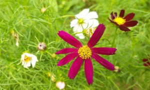 唐山教师证报名_考试_报考条件