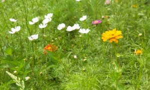 秦皇岛教师证报名_考试_报考条件