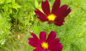 张家口教师证报名_考试_报考条件