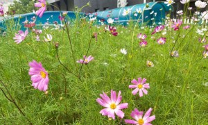 沧州教师证报名_考试_报考条件