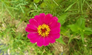 廊坊教师证报名_考试_报考条件