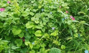 承德教师证报名_考试_报考条件