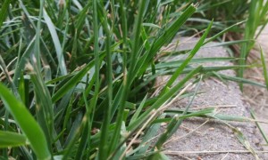 运城教师证报名_考试_报考条件