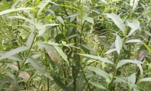 朔州教师证报名_考试_报考条件