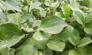 大连教师证报名_考试_报考条件