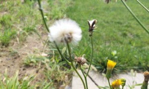 丹东教师证报名_考试_报考条件