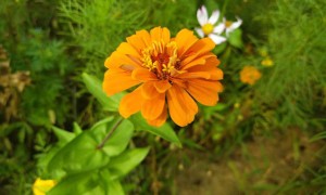 黑龙江教师证报名_考试_报考条件