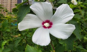 济南教师证报名_考试_报考条件