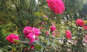 温州教师证报名_考试_报考条件