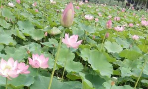 南京教师证报名_考试_报考条件