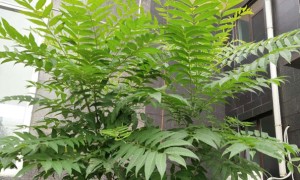 淄博教师证报名_考试_报考条件