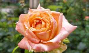 日照教师证报名_考试_报考条件