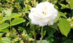 宿迁教师证报名_考试_报考条件