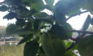 淮南教师证报名_考试_报考条件