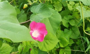 九江教师证报名_考试_报考条件