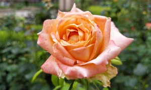 宜春教师证报名_考试_报考条件