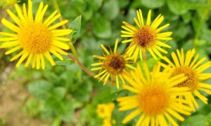 龙岩教师证报名_考试_报考条件