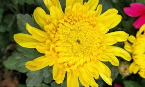 洛阳教师证报名_考试_报考条件