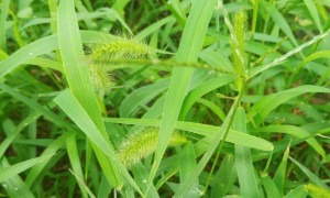 新乡教师证报名_考试_报考条件