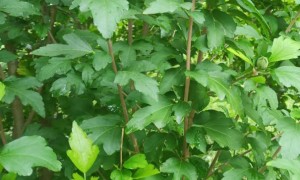 平顶山教师证报名_考试_报考条件