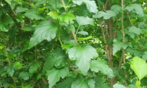 商丘教师证报名_考试_报考条件