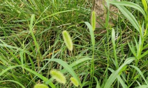 三门峡教师证报名_考试_报考条件