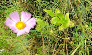 开封教师证报名_考试_报考条件