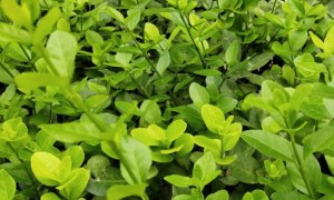 湘潭教师证报名_考试_报考条件