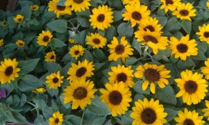 汉口教师证报名_考试_报考条件