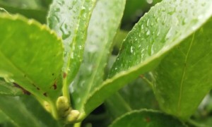 眉山教师证报名_考试_报考条件