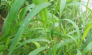 达州教师证报名_考试_报考条件