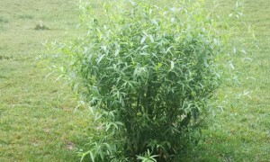 内江教师证报名_考试_报考条件