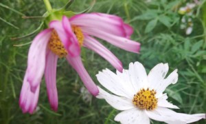 毕节教师证报名_考试_报考条件