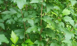 大理教师证报名_考试_报考条件