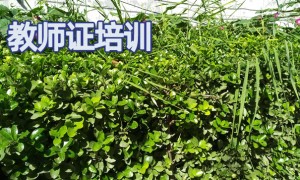 青海教师证报名_考试_报考条件