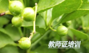 广西教师证报名_考试_报考条件