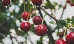 聊城公共营养师培训机构哪个好