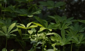 南充心理咨询师培训报名