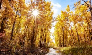 广西乡村规划师培训合格证书报名