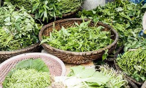 百色哪里有中医师承培训？